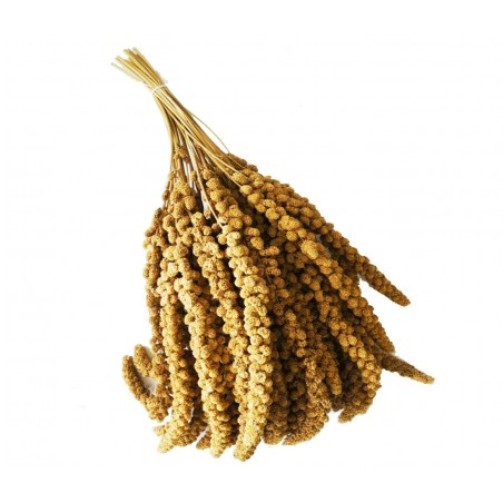 Panico in spighe 15 kg - Cartone completo